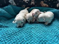 chłopcy - 2 tygodnie